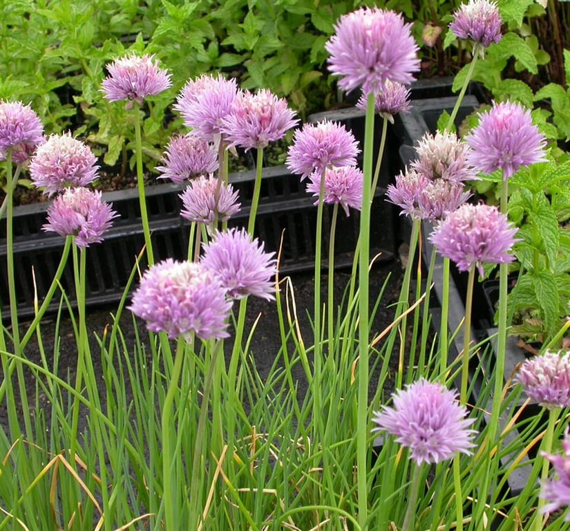 Allium schoenoprasum