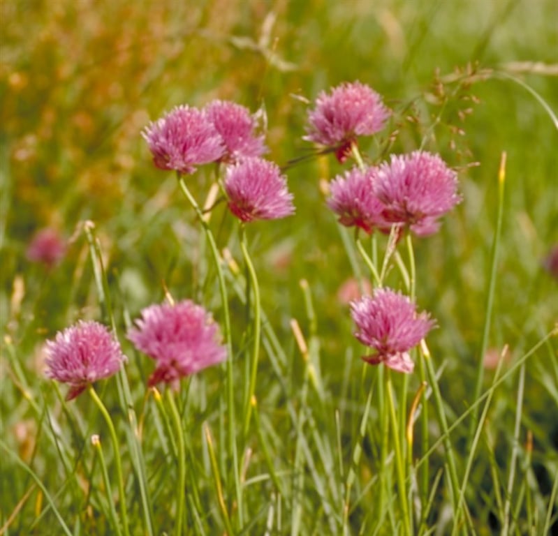 Allium schoenoprasum - Afbeelding 2