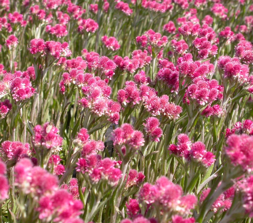 Antennaria dioica 'Rubra'