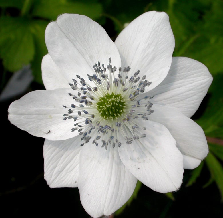 Anemone leveillei - Afbeelding 3