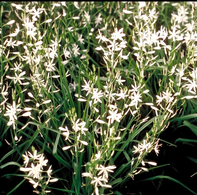 Anthericum liliago