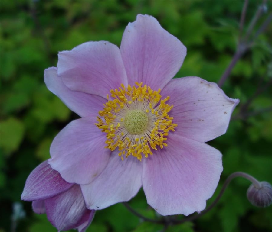 Anemone tom. 'Robustissima'