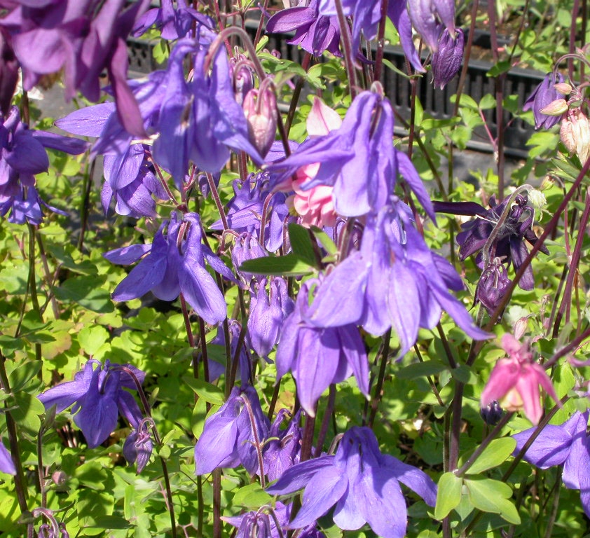 Aquilegia alpina