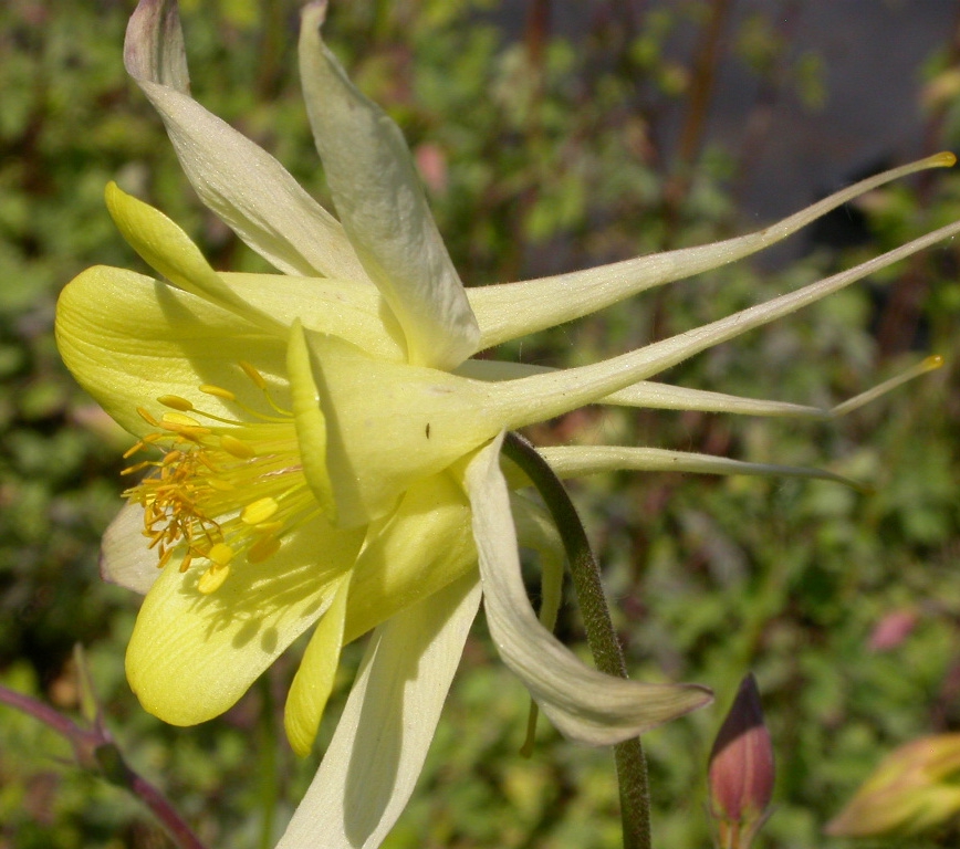 Aquilegia chrysantha 'Yellow Queen' - Afbeelding 2