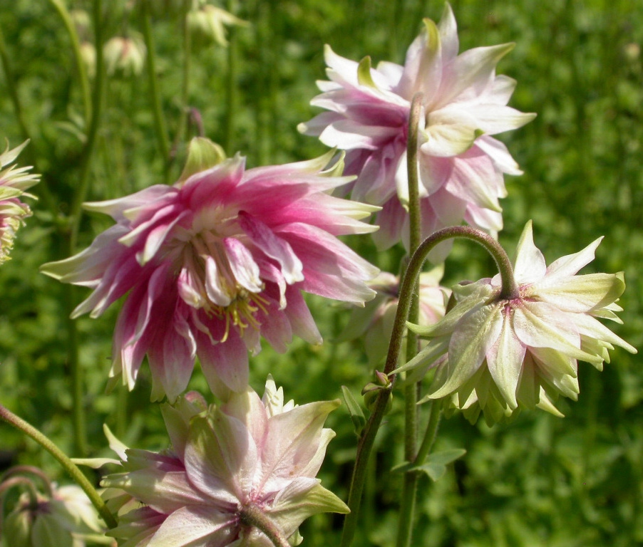 Aquilegia 'Nora Barlow'