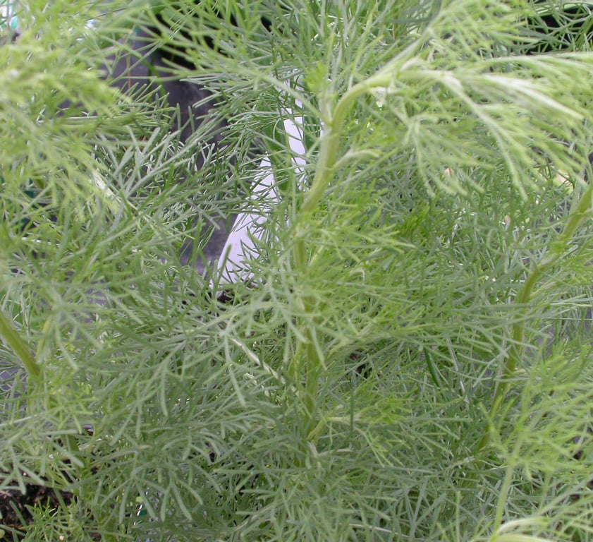 Artemisia abrotanum