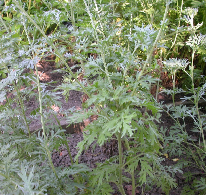 Artemisia absinthium