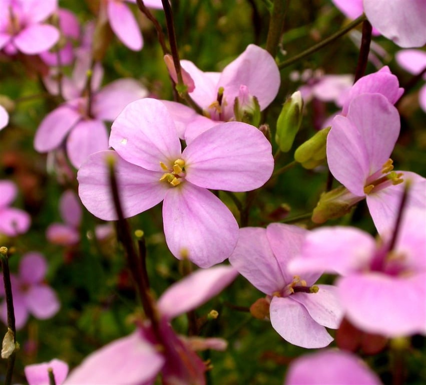 Arabis caucas. 'Pinkie'