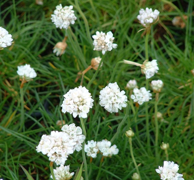 Armeria mar. 'Alba'