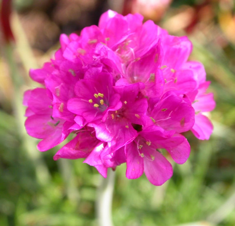 Armeria mar. 'Dusseldorfer Stolz'