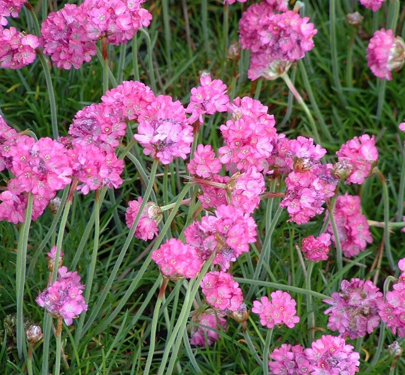 Armeria mar. 'Splendens'