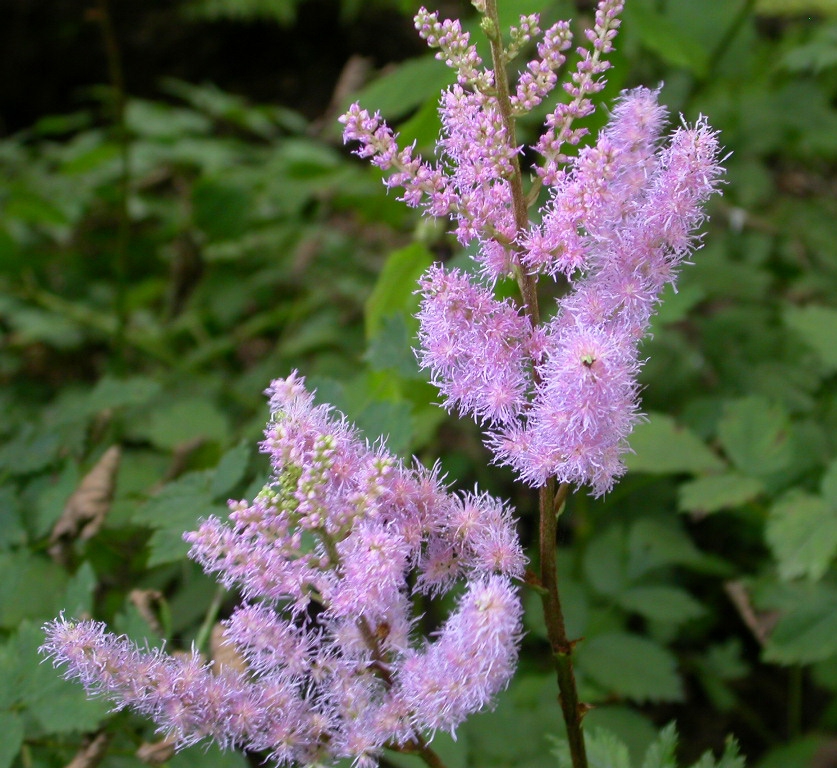 Astilbe chinens. 'Pumila'