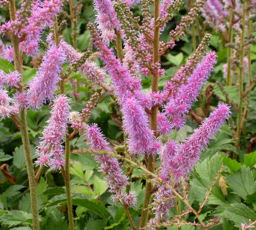 Astilbe chinens. 'Pumila' - Afbeelding 2