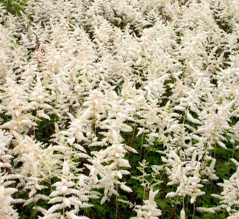 Astilbe (J) 'Deutschland'