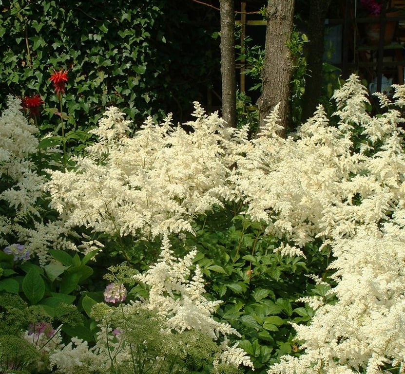 Astilbe (J) 'Deutschland' - Afbeelding 2