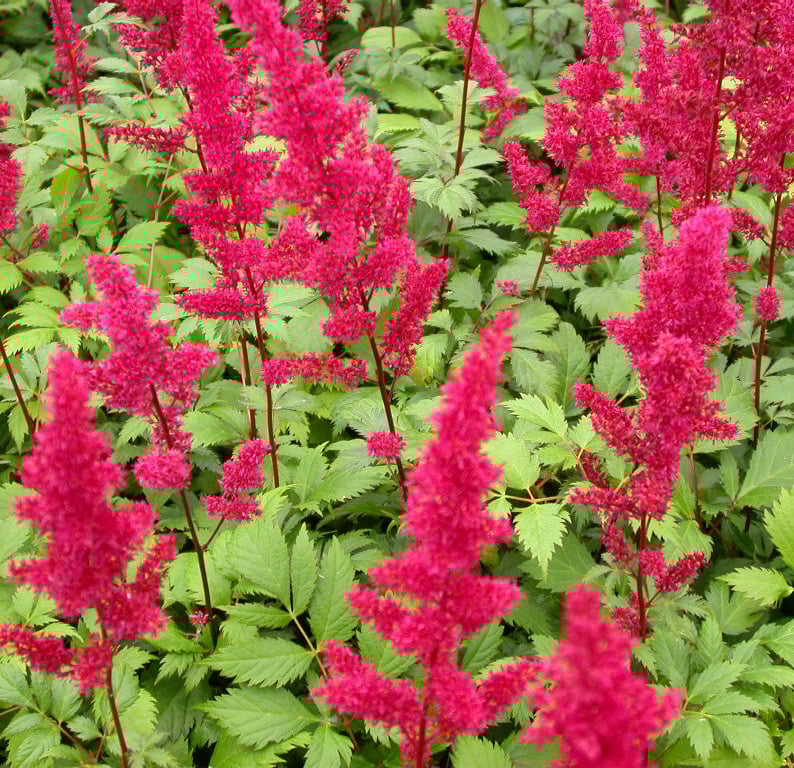 Astilbe (A) 'Fanal'