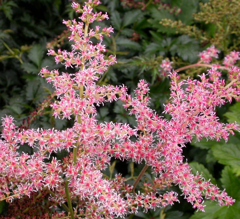 Astilbe (S) 'Hennie Graafland'