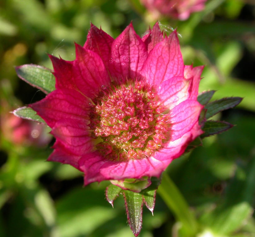 Astrantia maj. 'Roma'