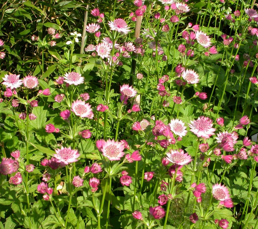 Astrantia maj. 'Roma' - Afbeelding 2