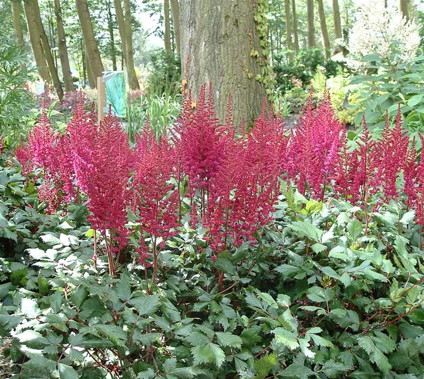 Astilbe (J) 'Red Sentinel'