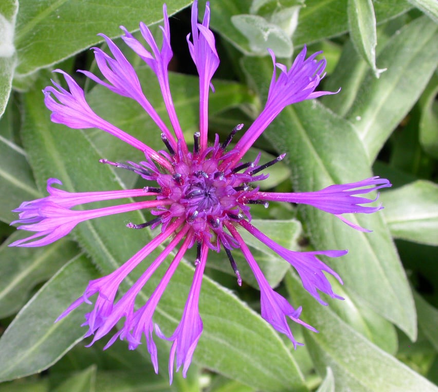Centaurea montana 'Coerulea'