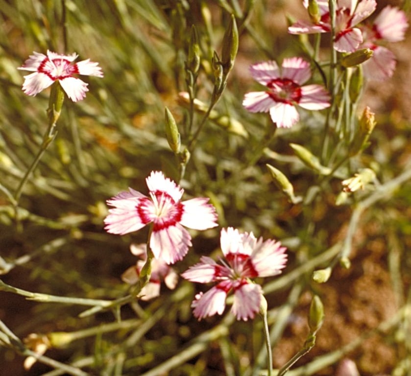 Dianthus delt. 'Albiflorus'
