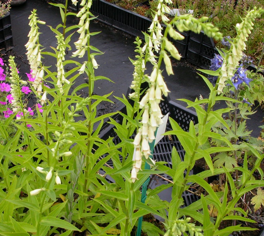 Digitalis ferr. 'Gigantea'