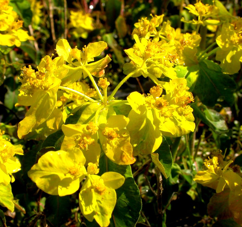 Euphorbia polychroma 'Purpurea'
