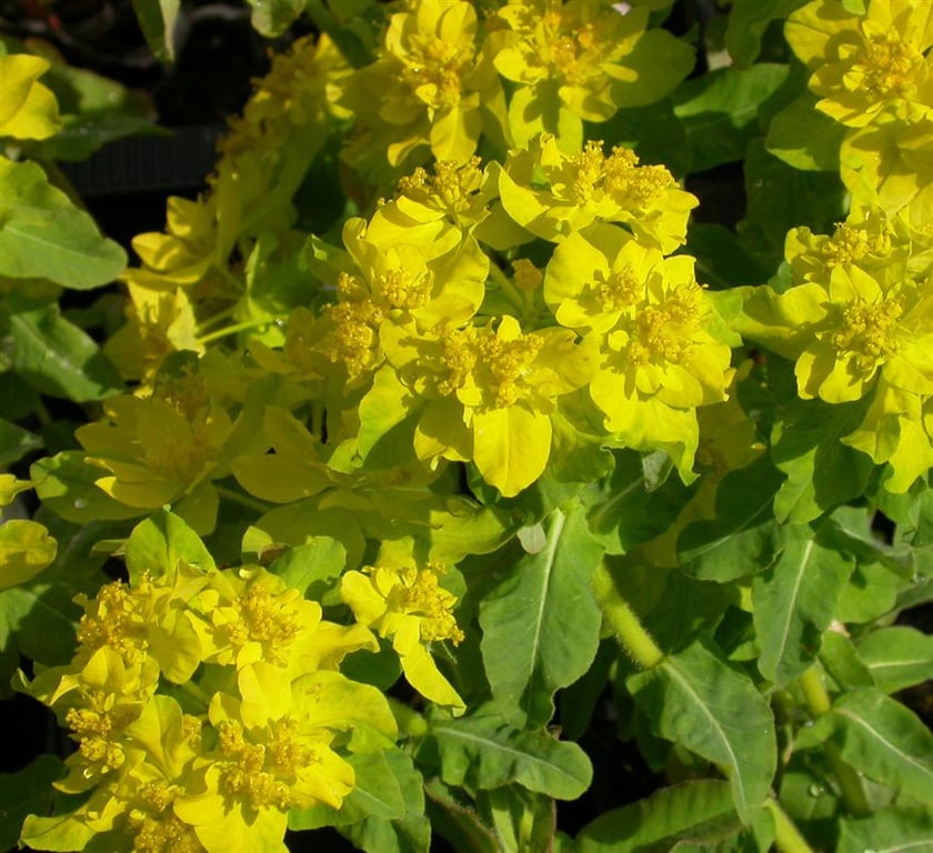 Euphorbia polychroma 'Senior'