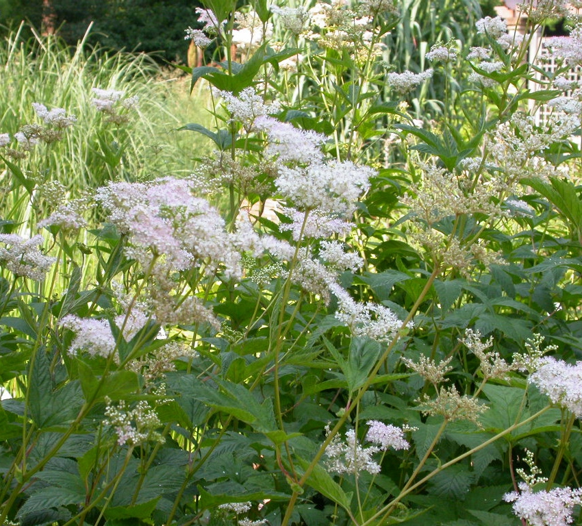 Filipendula purpurea 'Elegans'