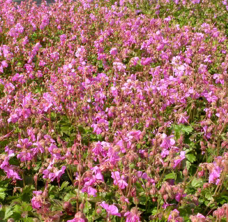 Geranium cant. 'Berggarten'
