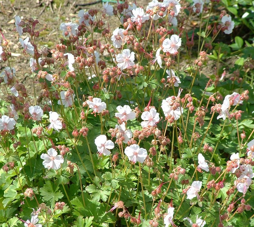 Geranium cantabrig. 'Biokovo'