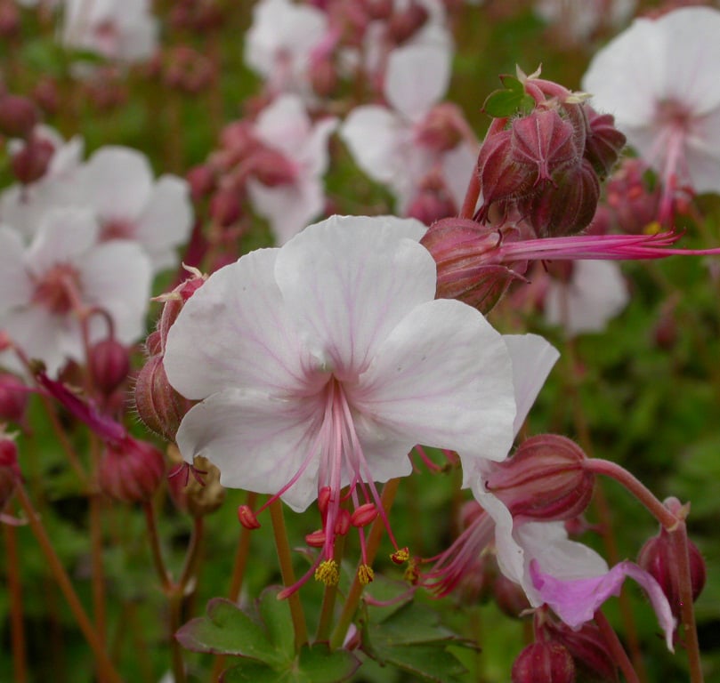 Geranium cantabrig. 'Biokovo' - Afbeelding 2