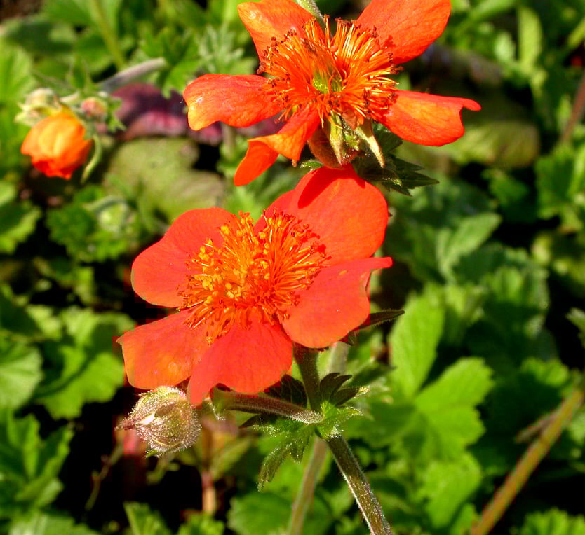 Geum coccineum 'Borisii'