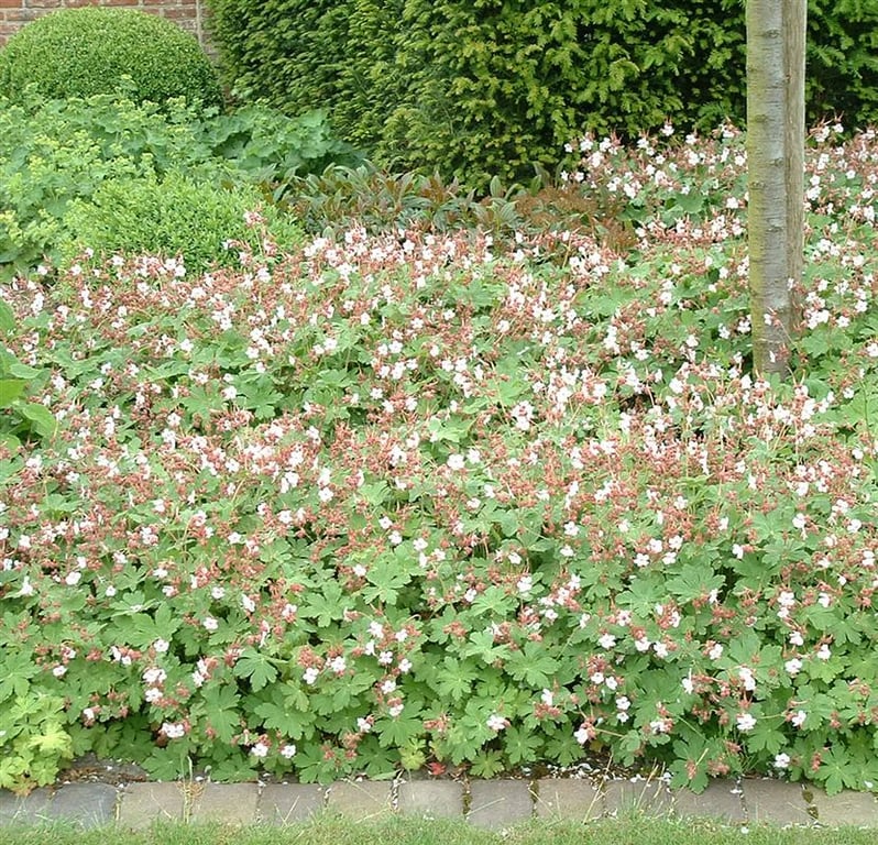 Geranium macr. 'Spessart'
