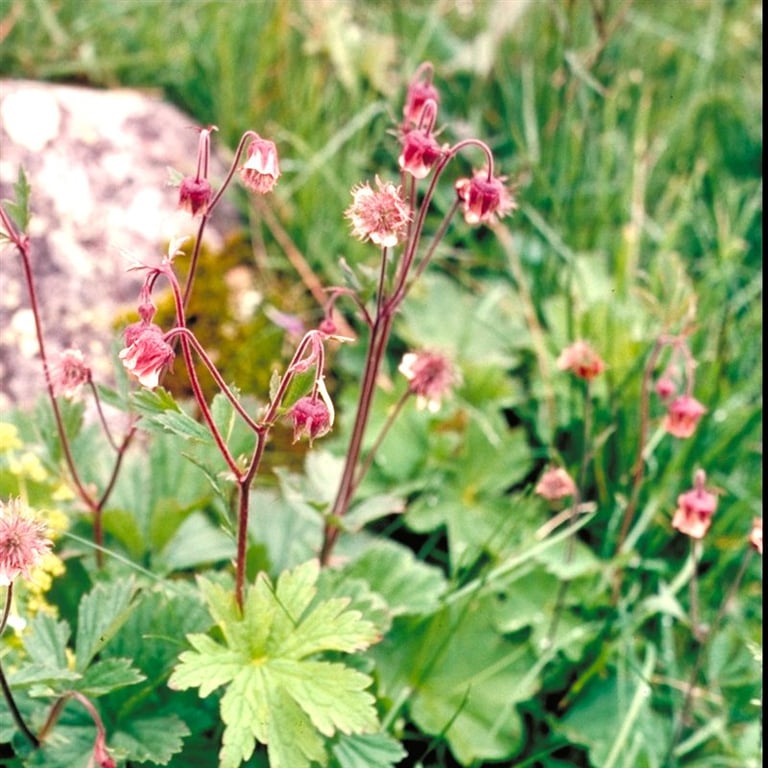 Geum rivale