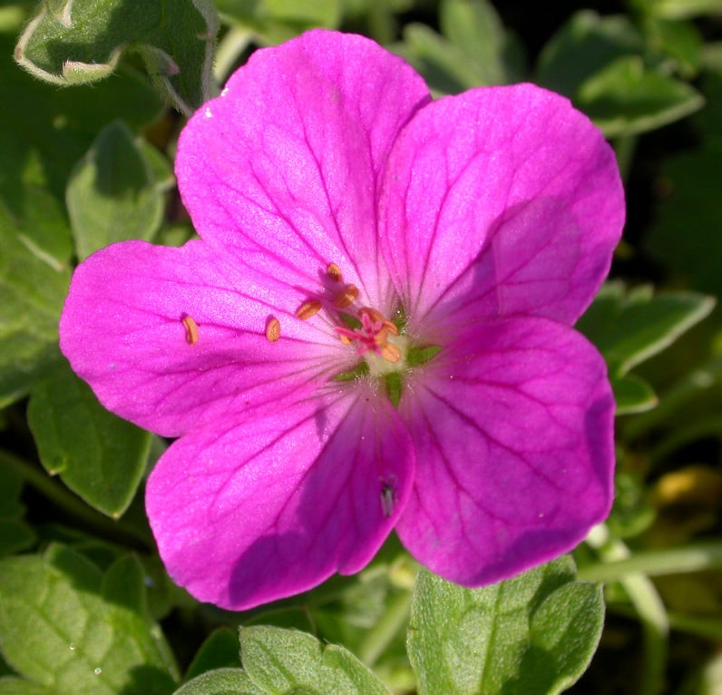 Geranium rivers. 'Russell Prichard'