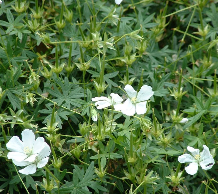 Geranium sang. 'Album' - Afbeelding 2