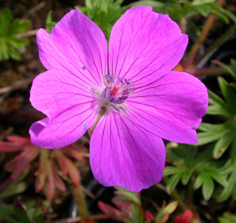 Geranium sanguineum