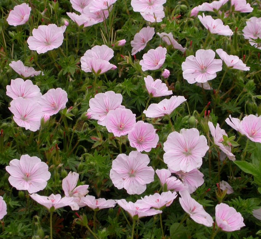 Geranium sang. 'Compactum'