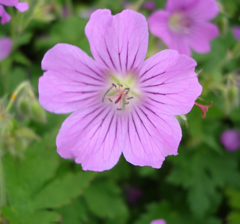 Geranium 'Sirak'