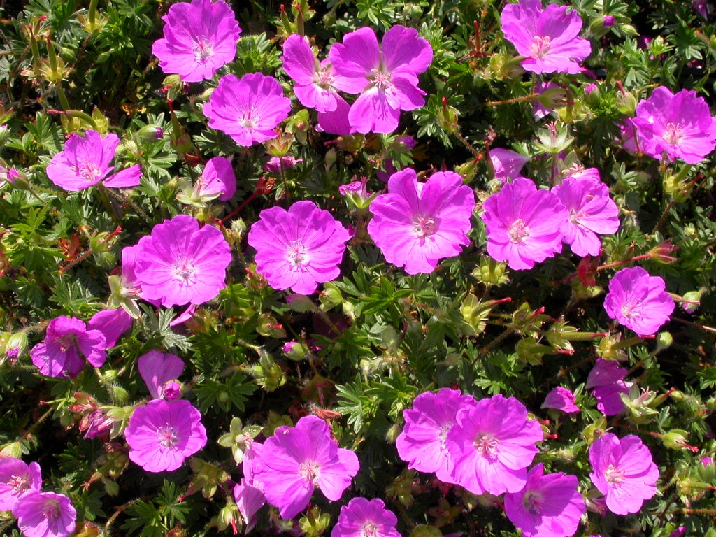 Geranium sang. 'Max Frei'