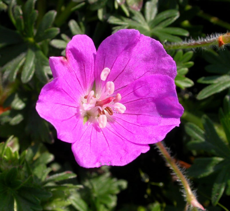 Geranium sang. 'Max Frei' - Afbeelding 2