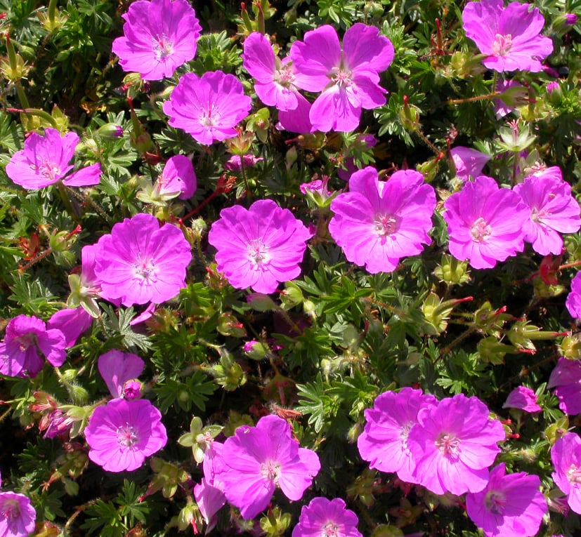 Geranium sang. 'Max Frei' - Afbeelding 3