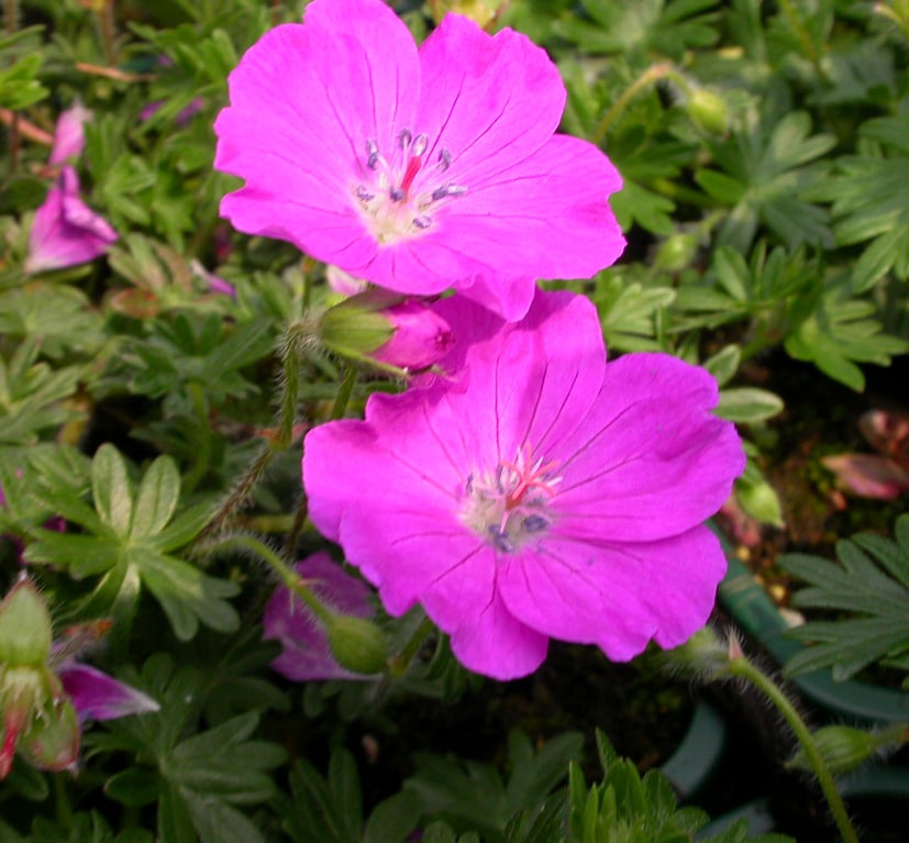 Geranium sanguineum striatum
