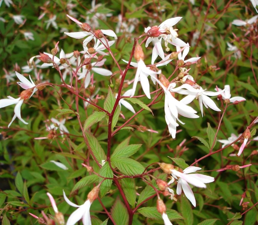 Gillenia trifoliata - Afbeelding 2