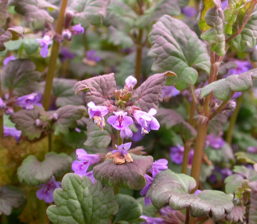 Glechoma hederacea