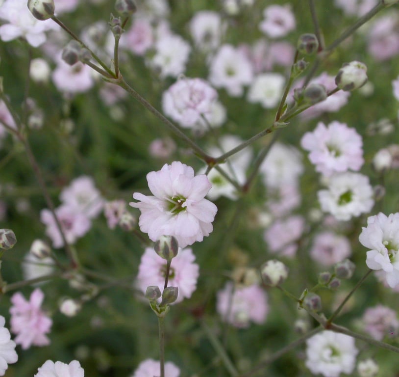 Gypsophila 'Rosenschleier'