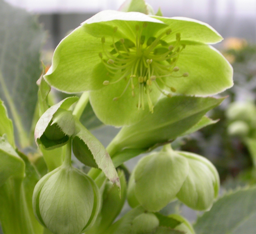 Helleborus argutifolius - Afbeelding 2