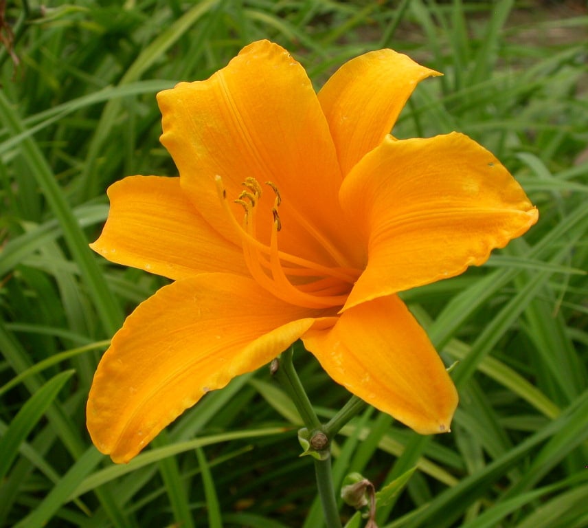 Hemerocallis 'Aten'